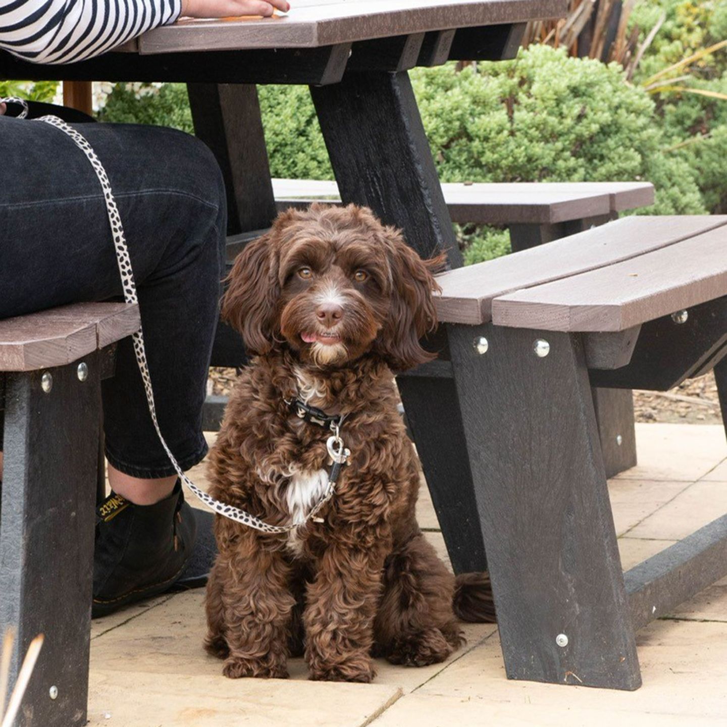 Your local dog friendly pub in Romford